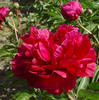 Chief Wapello -                                                                                                                 Peonies species| PIONI | პიონი