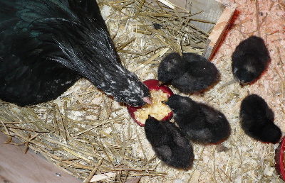 Java 1 - chicken Breeds | ქათმის ჯიშები | qatmis jishebi