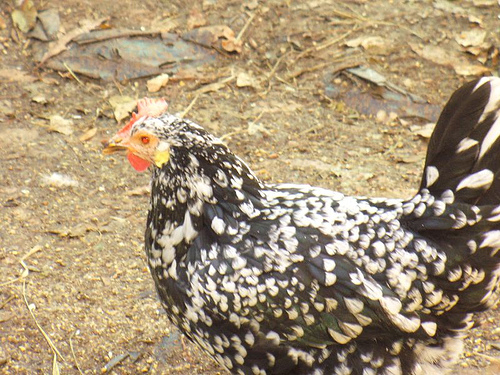 Ancona 3 - chicken Breeds | ქათმის ჯიშები | qatmis jishebi