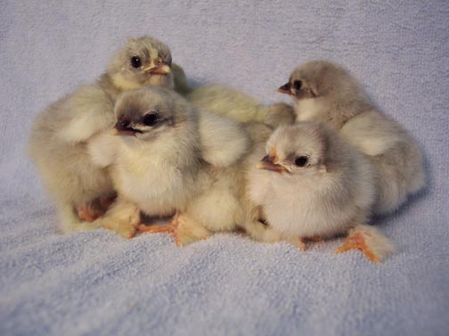 Cochin Pictures 1 - chicken Breeds | ქათმის ჯიშები | qatmis jishebi