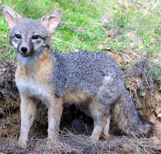 Gray Fox - fox species | melias jishebi | მელიას ჯიშები