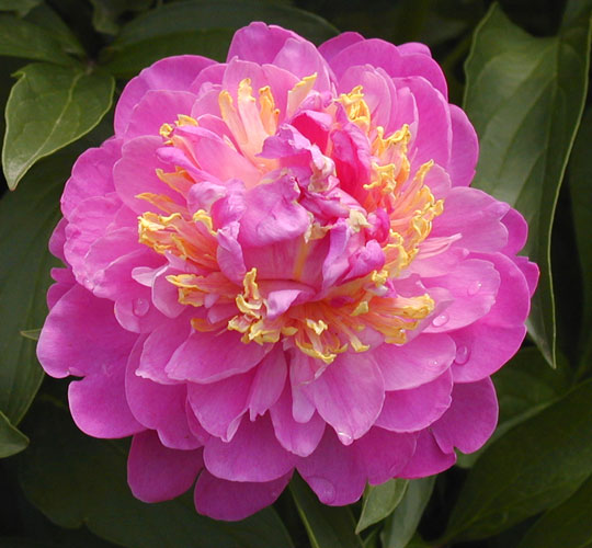 Feather Top -                                                                                                                 Peonies species| PIONI | პიონი