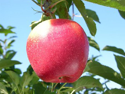 Initial - Apple Varieties
