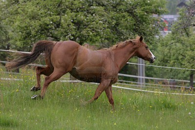American Quarter Horse 2 - horse Breeds | ცხენის ჯიშები| cxenis jishebi