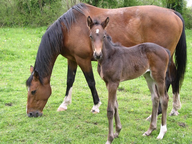 Selle Francais 2 - horse Breeds | ცხენის ჯიშები| cxenis jishebi