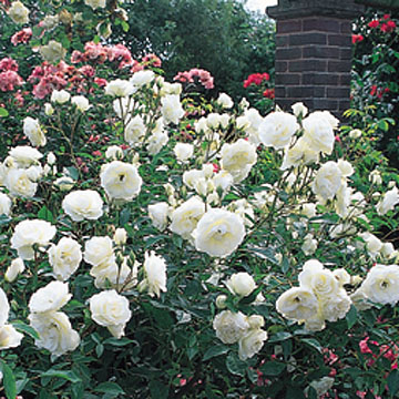 Iceberg - Rose Varieties | VARDI | ვარდი                                                                                                                
