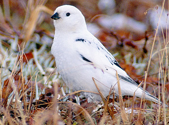 McKay's Bunting - Bird Species | Frinvelis jishebi | ფრინველის ჯიშები