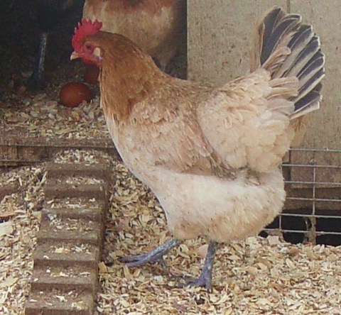 Penedesenca - chicken Breeds | ქათმის ჯიშები | qatmis jishebi