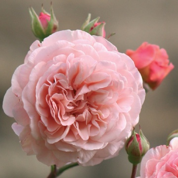 Leander - Rose Varieties | VARDI | ვარდი                                                                                                                