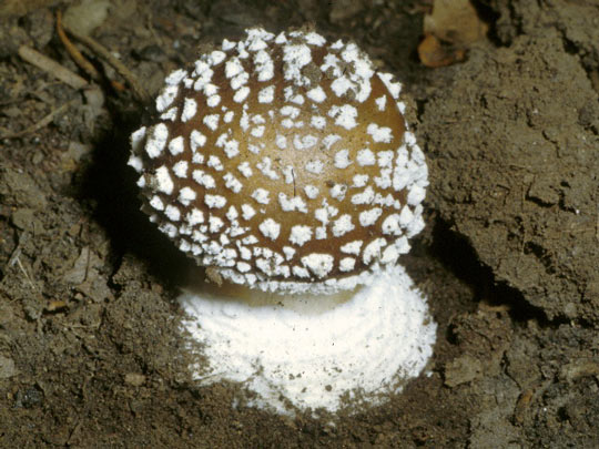 Panther: Amanita pantherina - Fungi species | sokos jishebi | სოკოს ჯიშები