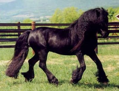 Fell 2 - horse Breeds | ცხენის ჯიშები| cxenis jishebi