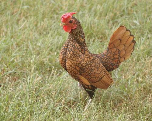 Sebright 2 - chicken Breeds | ქათმის ჯიშები | qatmis jishebi