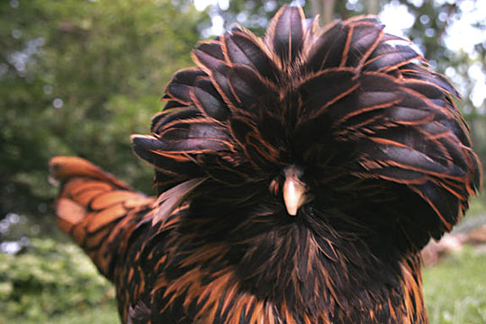 Polish 2 - chicken Breeds | ქათმის ჯიშები | qatmis jishebi