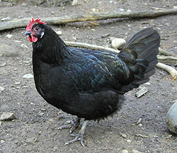 Minorca - chicken Breeds | ქათმის ჯიშები | qatmis jishebi