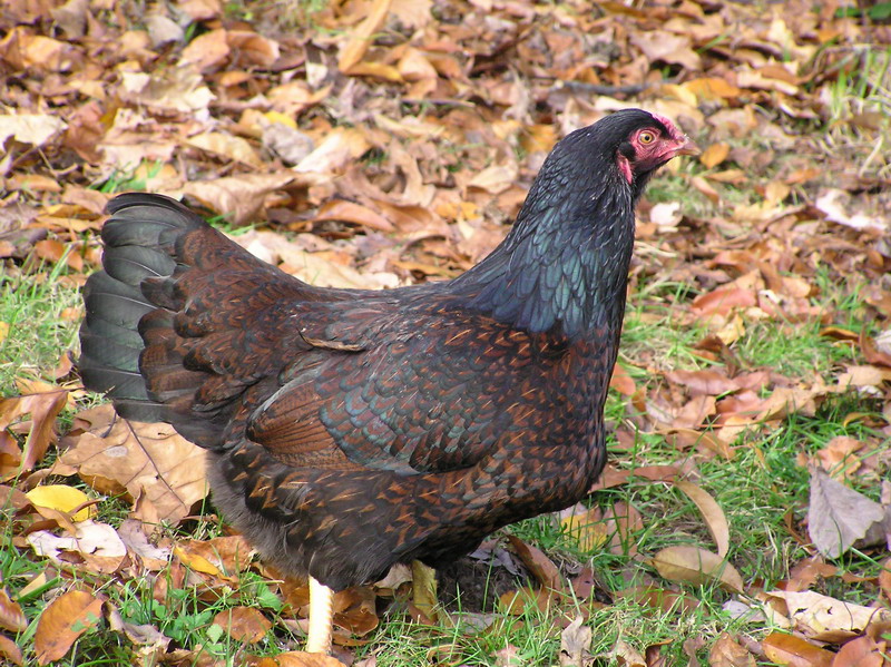 Cornish 2 - chicken Breeds | ქათმის ჯიშები | qatmis jishebi