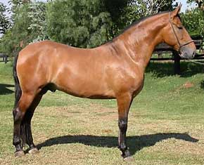 Campolina 2 - horse Breeds | ცხენის ჯიშები| cxenis jishebi