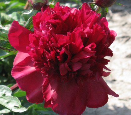 Fairy Tale -                                                                                                                 Peonies species| PIONI | პიონი