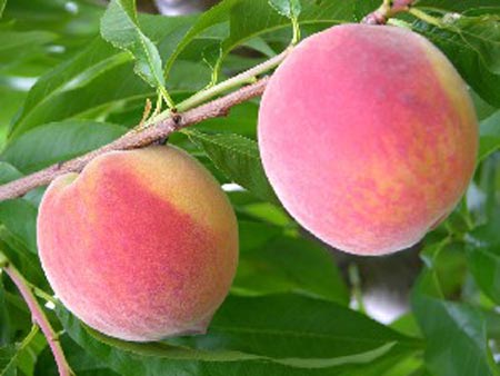 Sentry - Peach Varieties