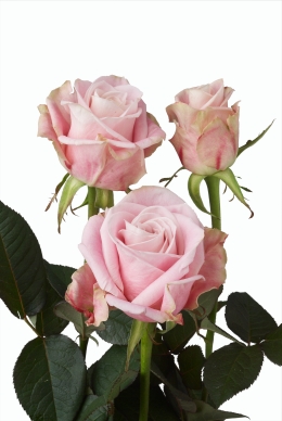 Palais - Rose Varieties | VARDI | ვარდი                                                                                                                