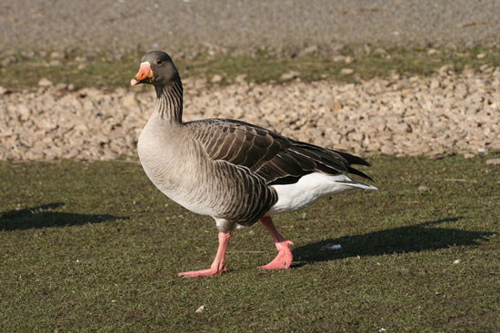 Pink-footed Goose - Bird Species | Frinvelis jishebi | ფრინველის ჯიშები