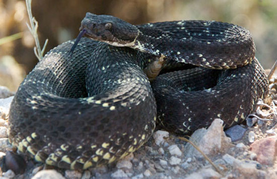  ARIZONA BLACK RATTLESNAKE  <br />   Crotalus cerberus - snake species | gveli | გველი