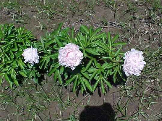 Florence Ellis -                                                                                                                 Peonies species| PIONI | პიონი