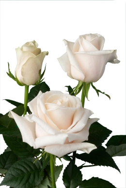 Emanuelle - Rose Varieties | VARDI | ვარდი                                                                                                                