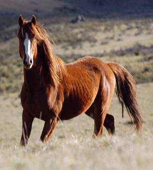 Brumby - horse Breeds | ცხენის ჯიშები| cxenis jishebi