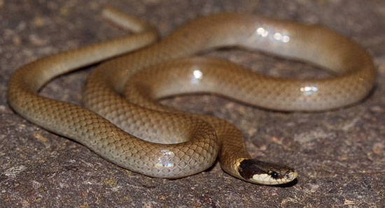YAQUI BLACK-HEADED SNAKE<br />  Tantilla yaquia - snake species | gveli | გველი