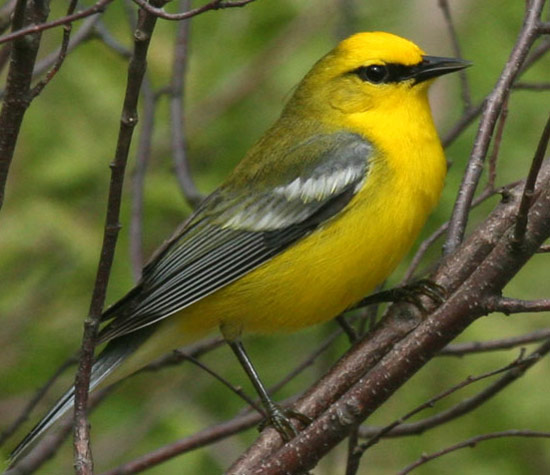 Blue-winged Warbler - Bird Species | Frinvelis jishebi | ფრინველის ჯიშები