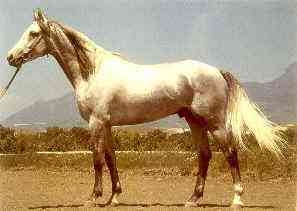 Tersk 2 - horse Breeds | ცხენის ჯიშები| cxenis jishebi