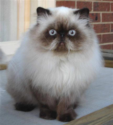 Himalayan 2 - cat Breeds | კატის ჯიშები | katis jishebi