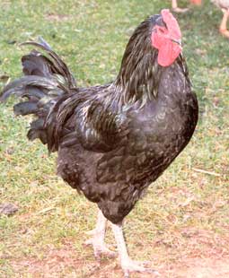 Java 2 - chicken Breeds | ქათმის ჯიშები | qatmis jishebi