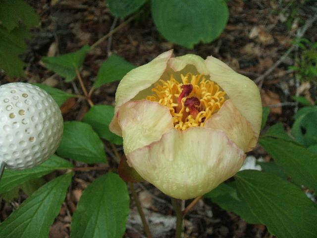 Contador's Triple Crown -                                                                                                                 Peonies species| PIONI | პიონი