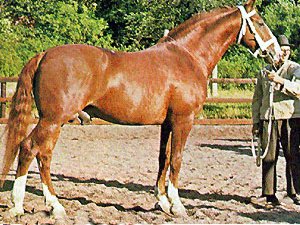 Frederiksborg 1 - horse Breeds | ცხენის ჯიშები| cxenis jishebi
