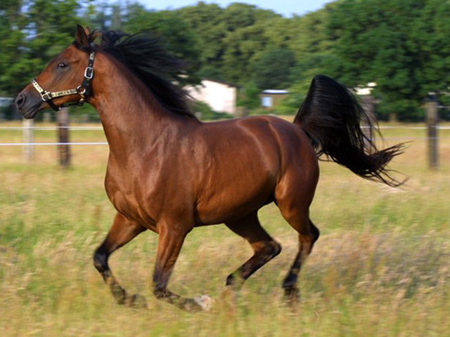 Karabakh - horse Breeds | ცხენის ჯიშები| cxenis jishebi
