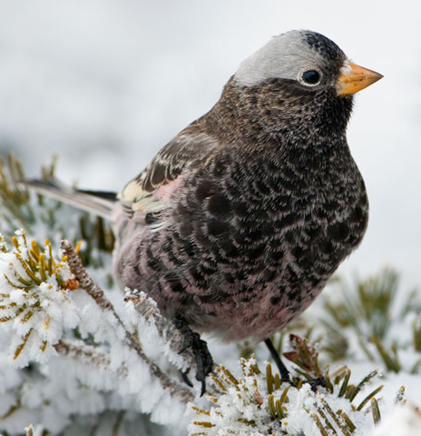 Black Rosy-Finch - Bird Species | Frinvelis jishebi | ფრინველის ჯიშები