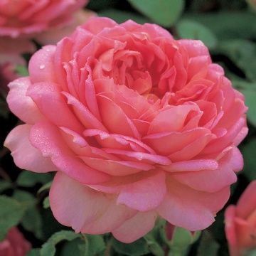 Jubilee Celebration - Rose Varieties | VARDI | ვარდი                                                                                                                