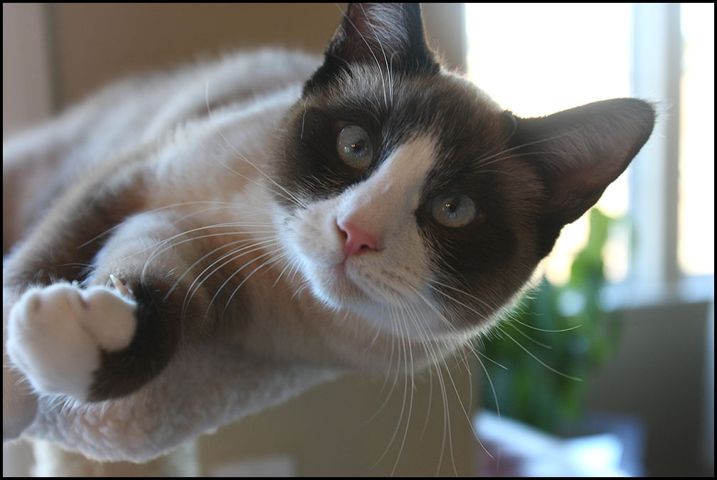Snowshoe 3 - cat Breeds | კატის ჯიშები | katis jishebi