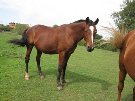 Anglo-Luso Horse - horse Breeds | ცხენის ჯიშები| cxenis jishebi
