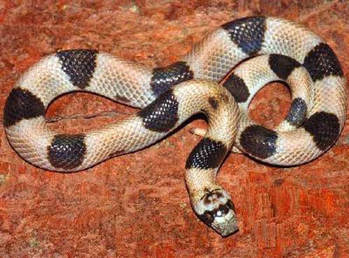 SADDLED LEAF-NOSED SNAKE <br />  Phyllorhynchus browni - snake species | gveli | გველი