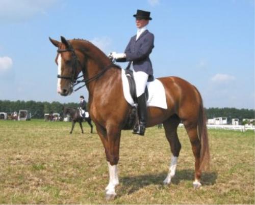 Gelderlander 1 - horse Breeds | ცხენის ჯიშები| cxenis jishebi