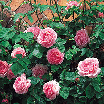 Constance Spry Climbing - Rose Varieties | VARDI | ვარდი                                                                                                                