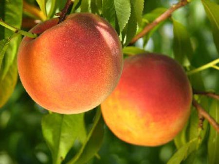 Glowingstar - Peach Varieties