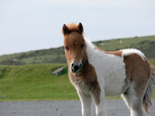 Dartmoor 1 - horse Breeds | ცხენის ჯიშები| cxenis jishebi