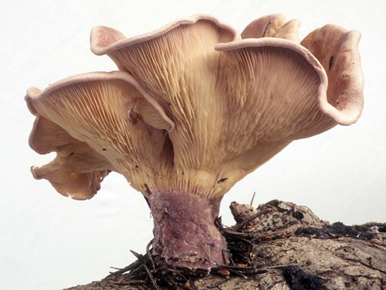Panus conchatus - Mushroom Species Images