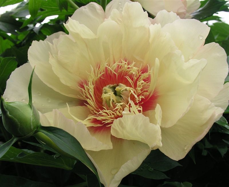 Callie's Memory -                                                                                                                 Peonies species| PIONI | პიონი