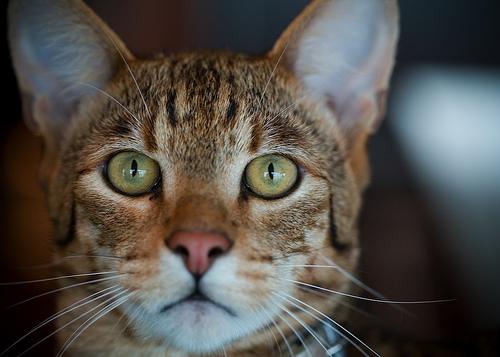 Ashera 4 - cat Breeds | კატის ჯიშები | katis jishebi