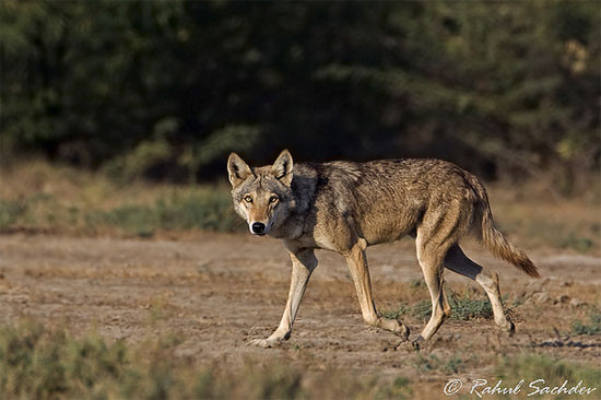 The Indian Wolf - wolf species | mglis jishebi | მგლის ჯიშები