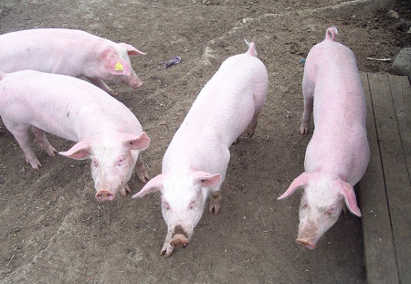 Norwegian Landrace - pig breeds | goris jishebi | ღორის ჯიშები